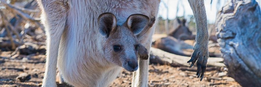 Australian Wildlife: The Good, The Cute, and The Deadly