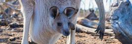Australian Wildlife: The Good, The Cute, and The Deadly